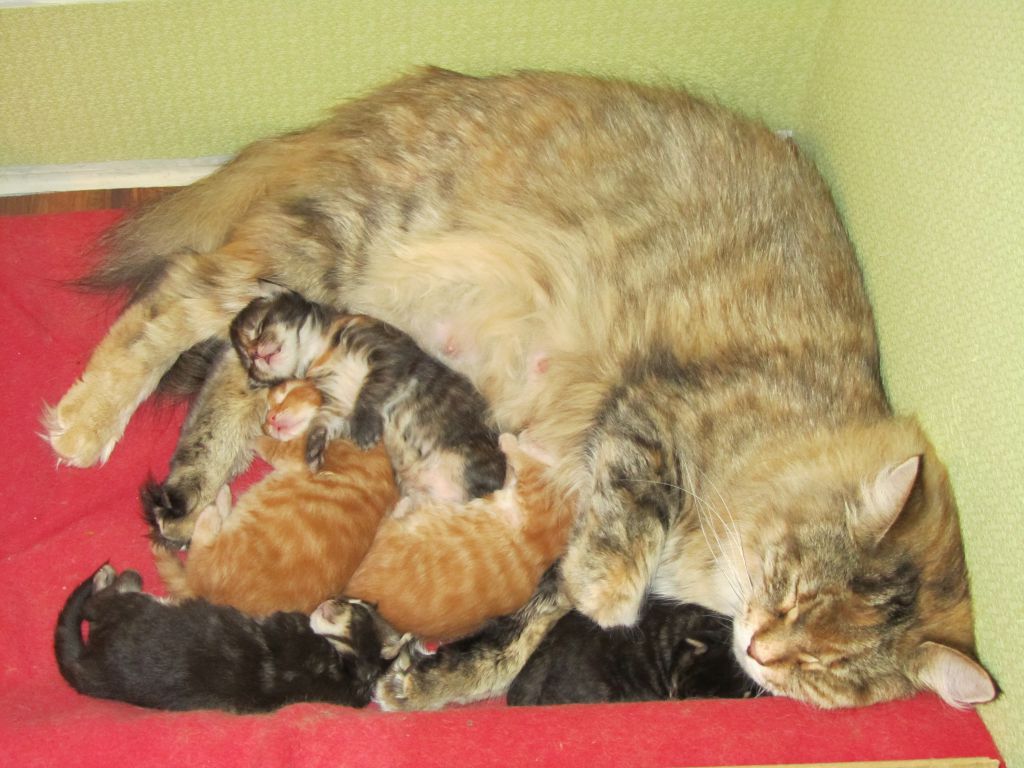 Котята мейн кун (IMG_0802)