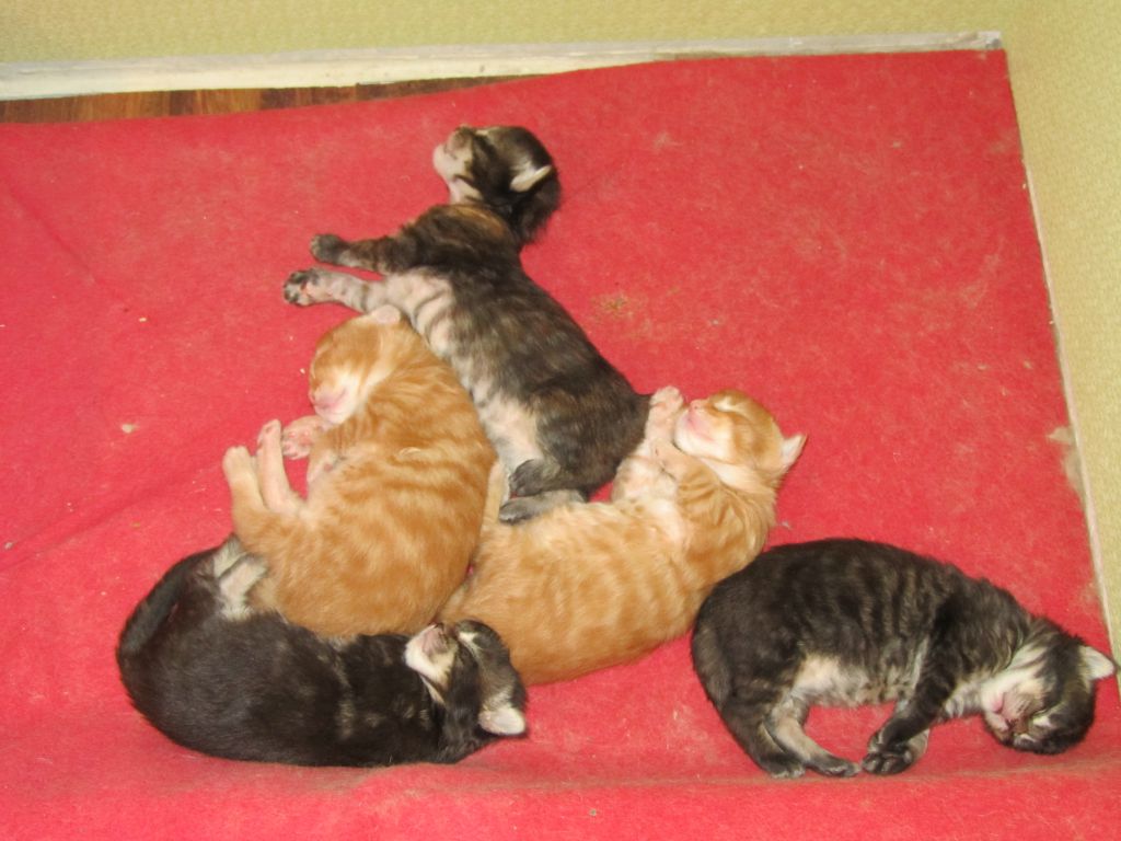 Котята мейн кун (IMG_0803)