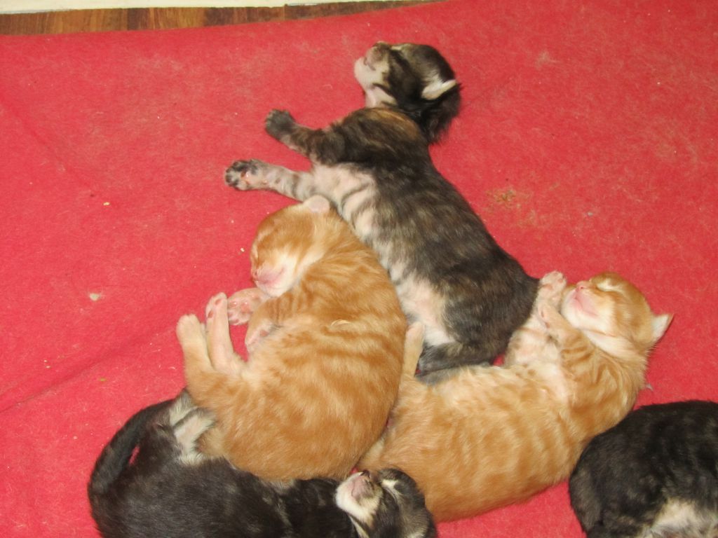 Котята мейн кун (IMG_0804)