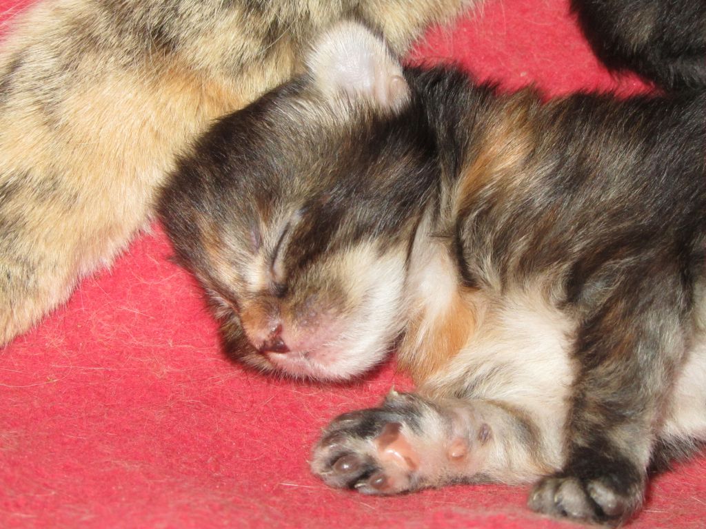Котята мейн кун (IMG_0807)
