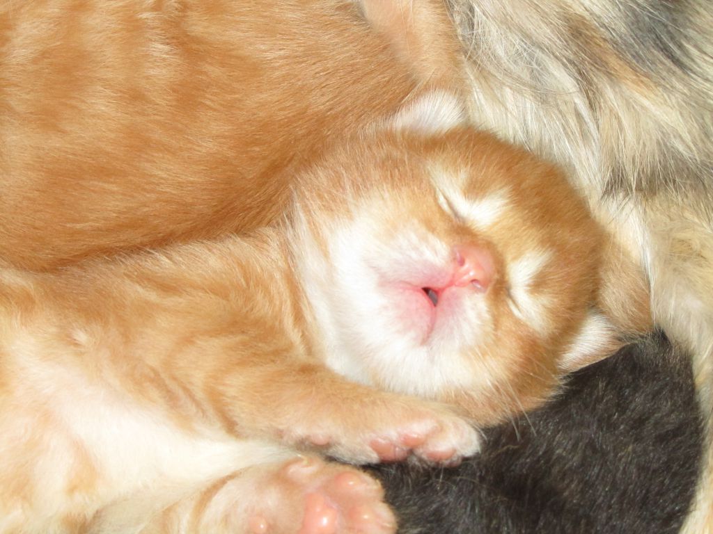 Котята мейн кун (IMG_0810)