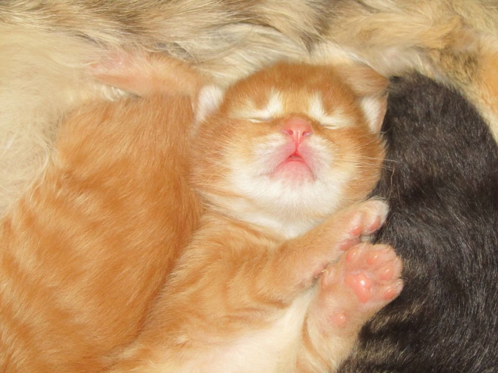 Котята мейн кун (IMG_0811)