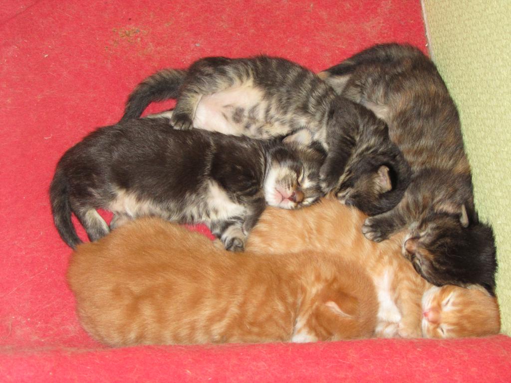 Котята мейн кун (IMG_0814)
