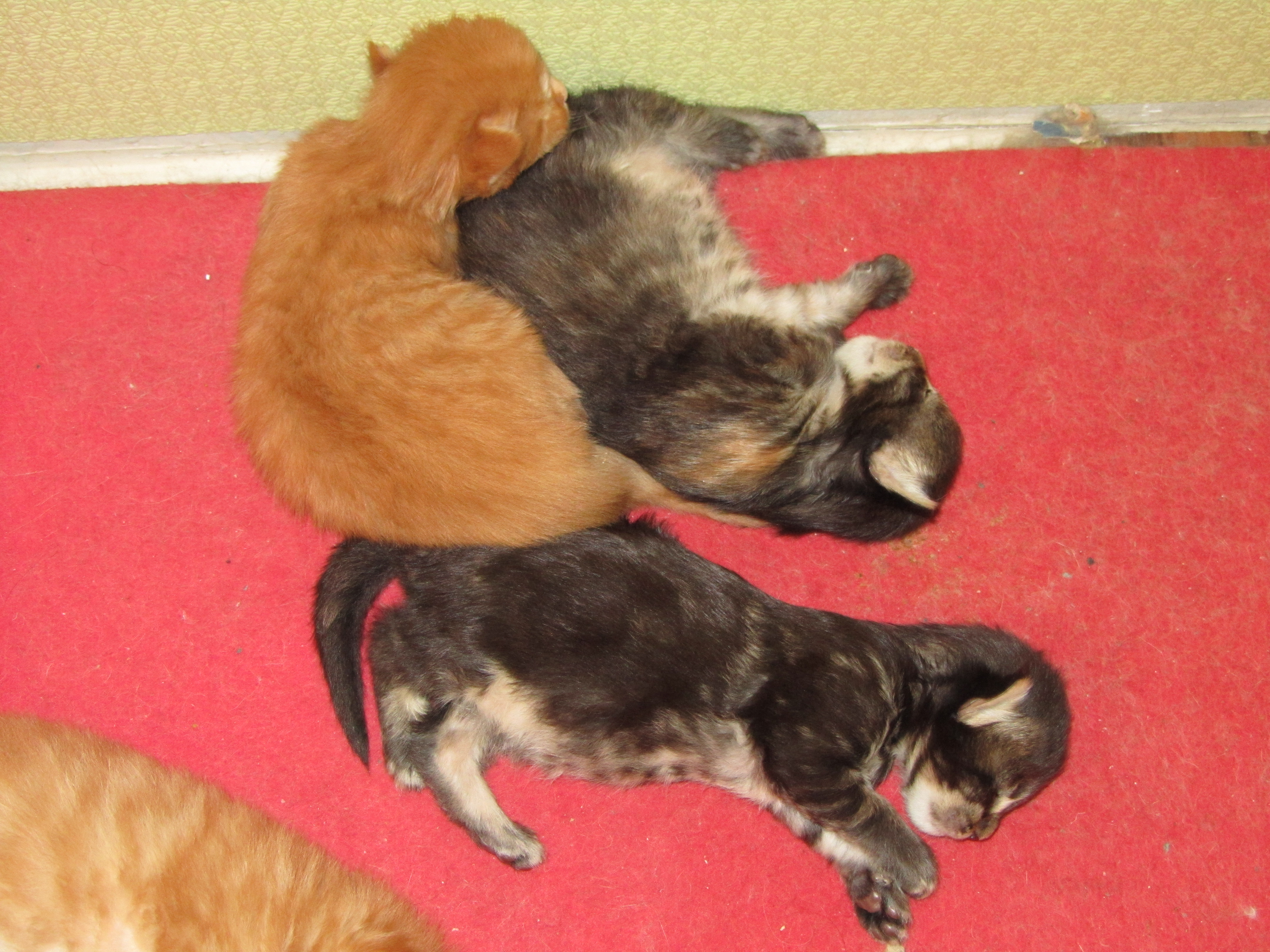 Котята мейн кун (IMG_0815)