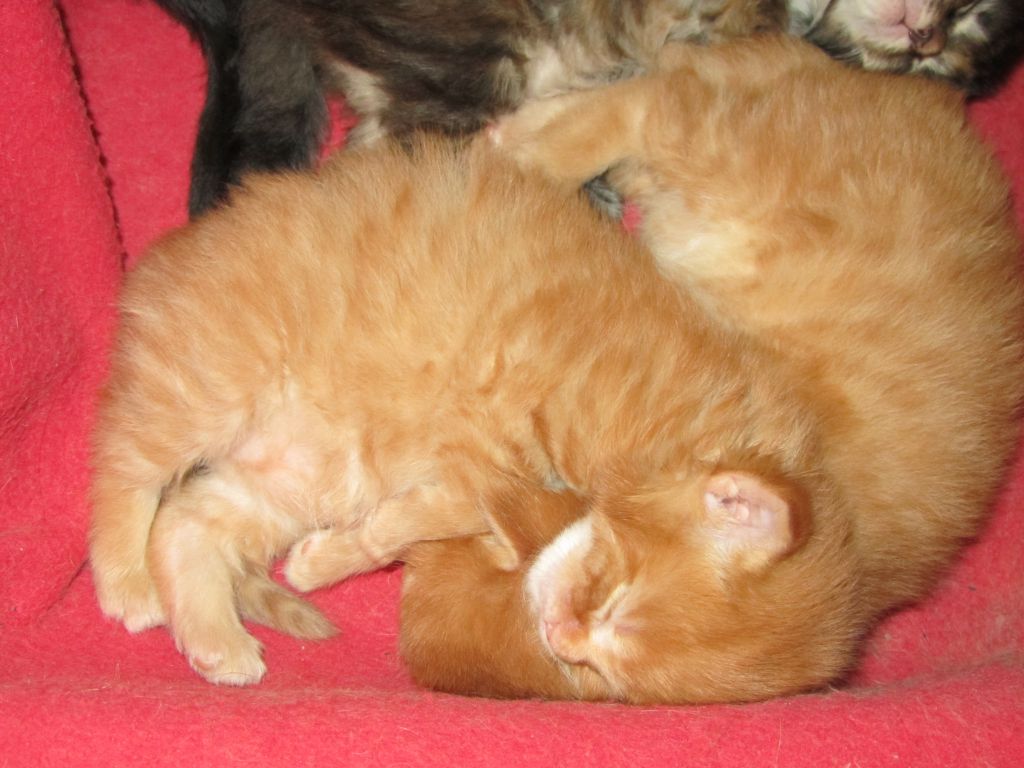 Котята мейн кун (IMG_0817)