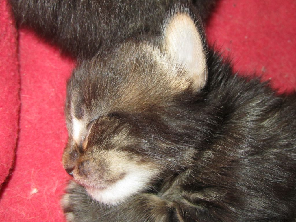 Котята мейн кун (IMG_0820)