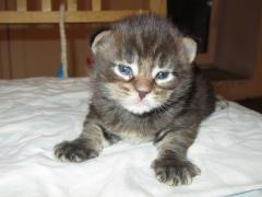 Котята мейн кун (IMG_0546)