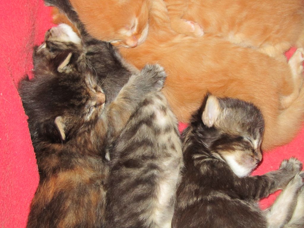 Котята мейн кун (IMG_0822)