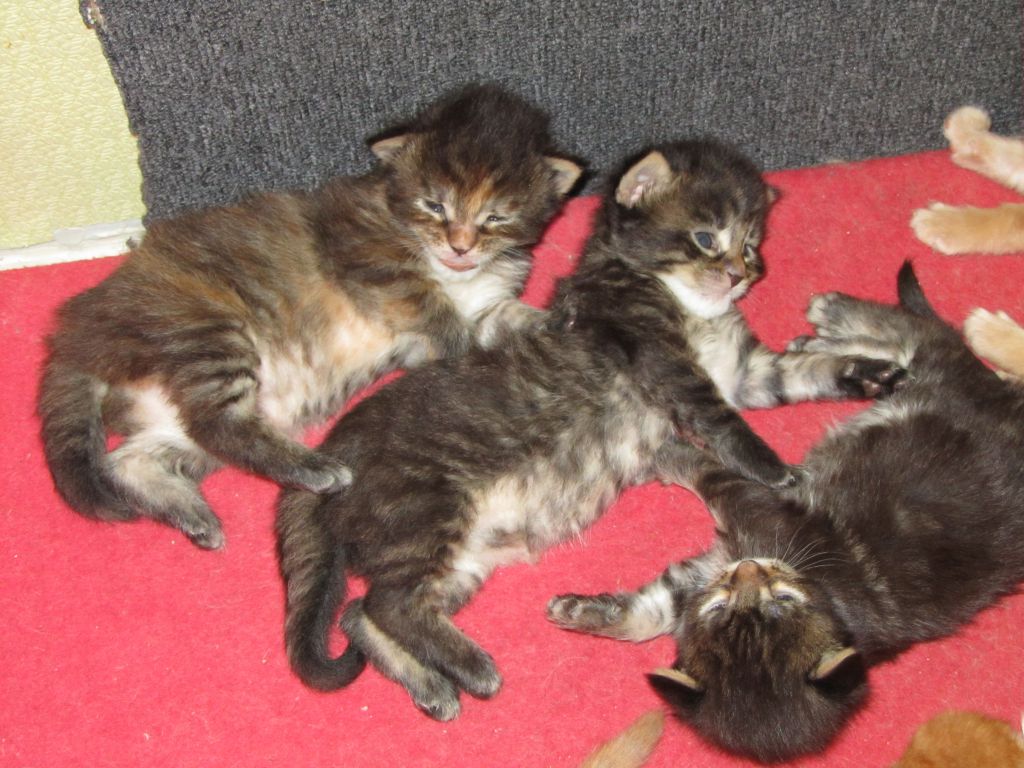 Котята мейн кун (IMG_0824)
