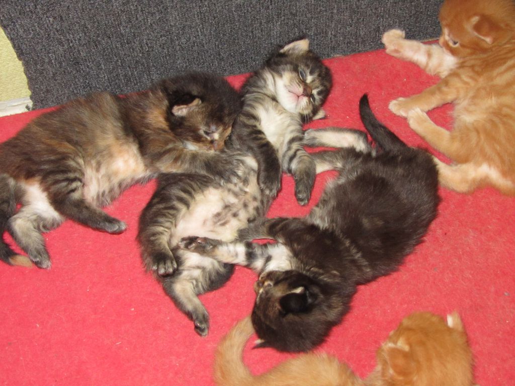 Котята мейн кун (IMG_0825)