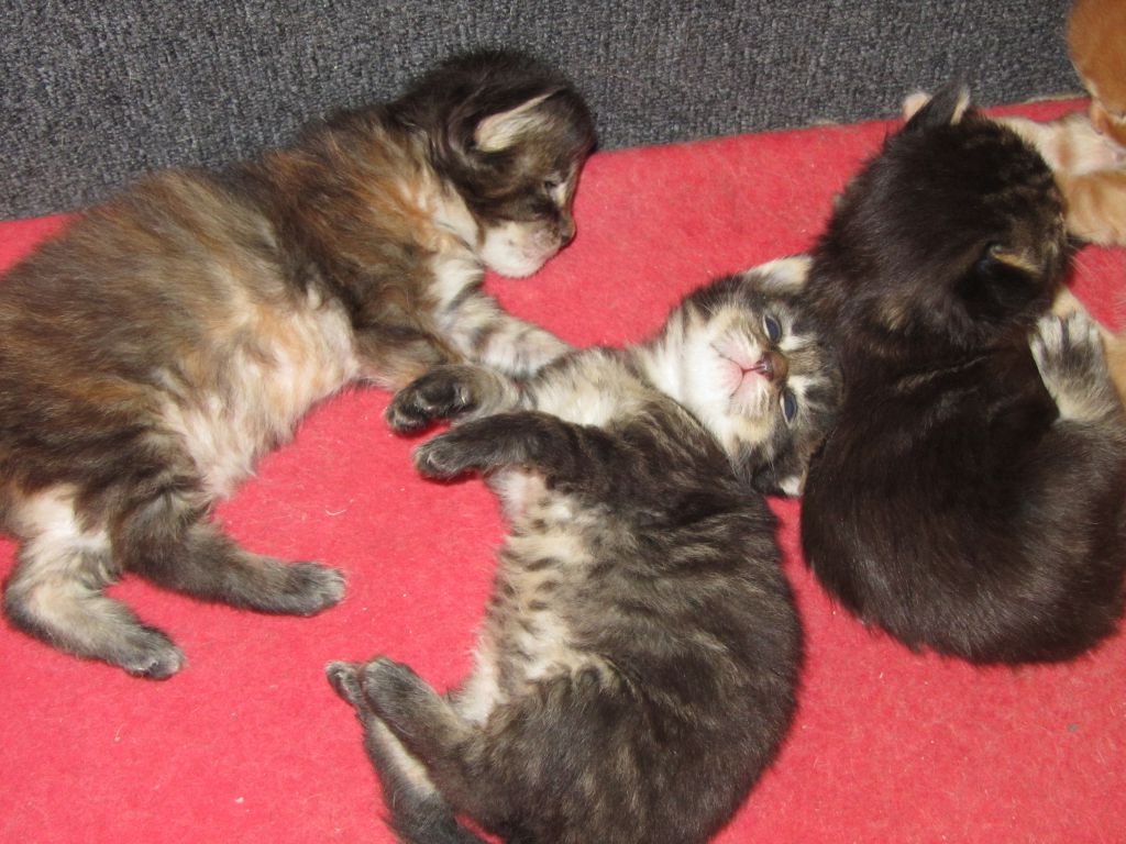 Котята мейн кун (IMG_0826)