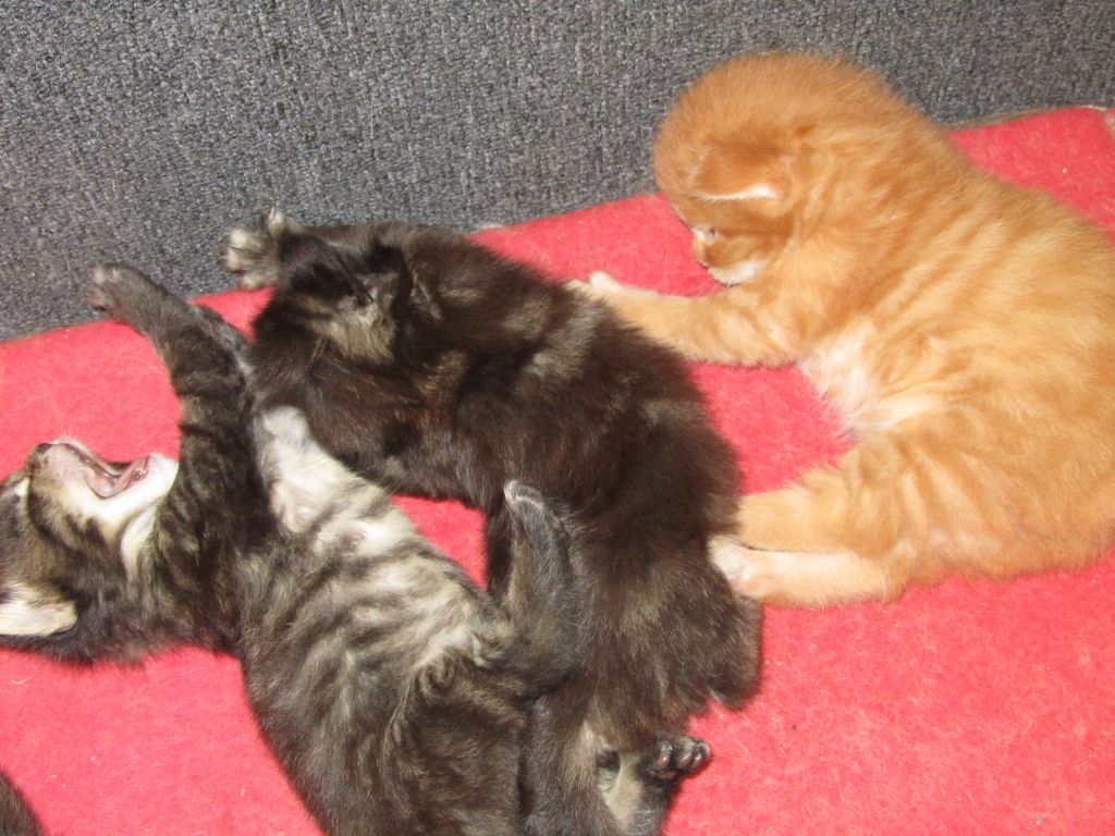 Котята мейн кун (IMG_0829)