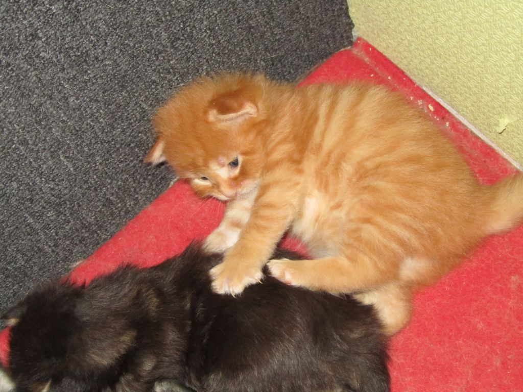 Котята мейн кун (IMG_0830)