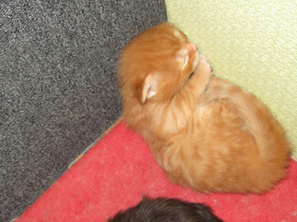 Котята мейн кун (IMG_0831)