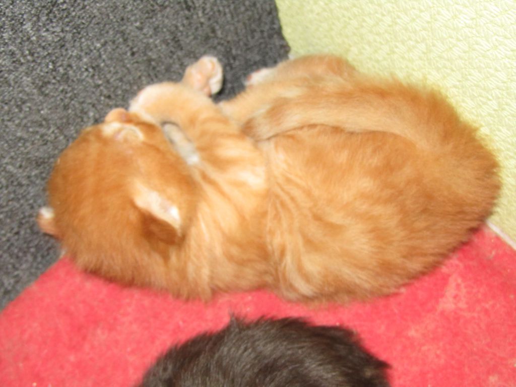 Котята мейн кун (IMG_0832)