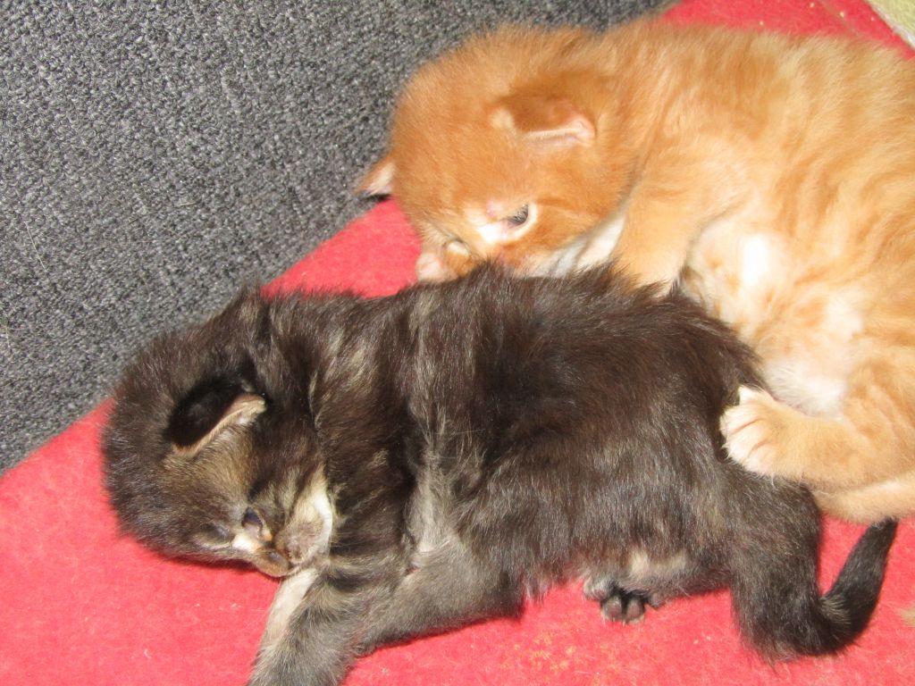 Котята мейн кун (IMG_0833)