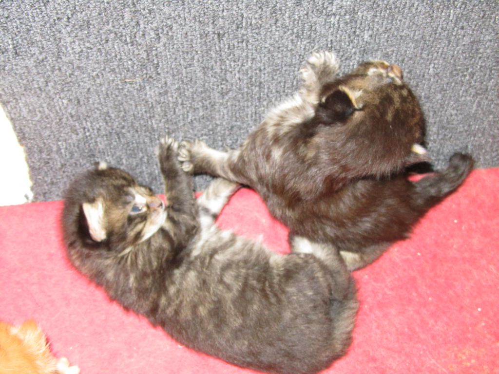 Котята мейн кун (IMG_0838)