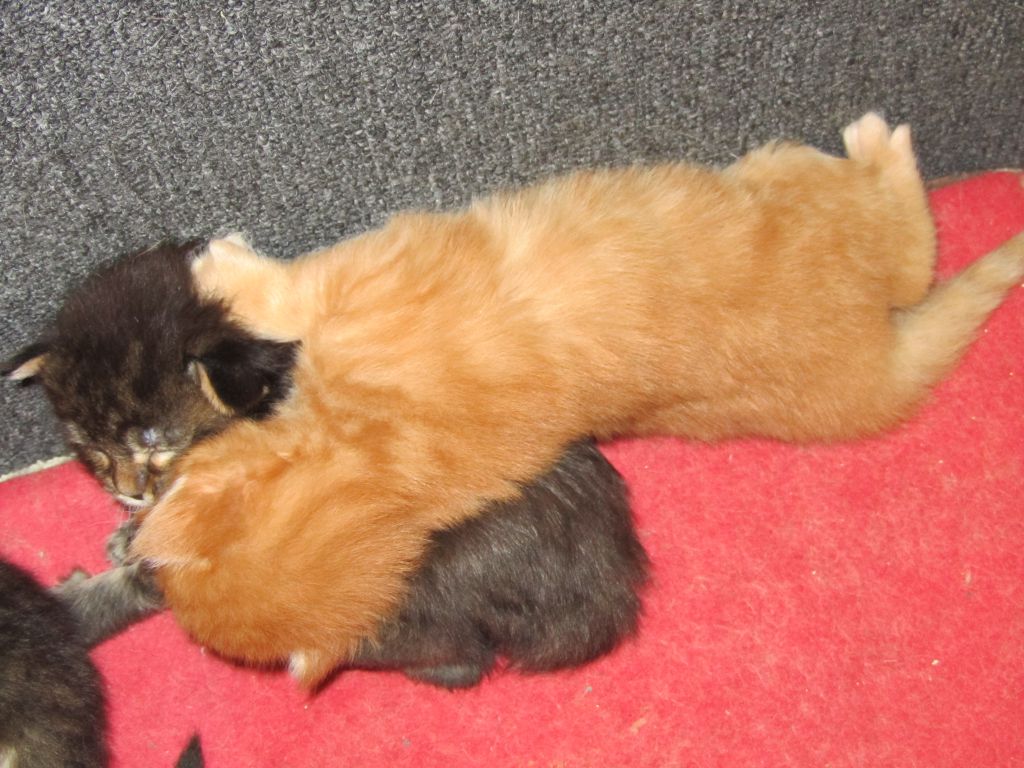Котята мейн кун (IMG_0840)