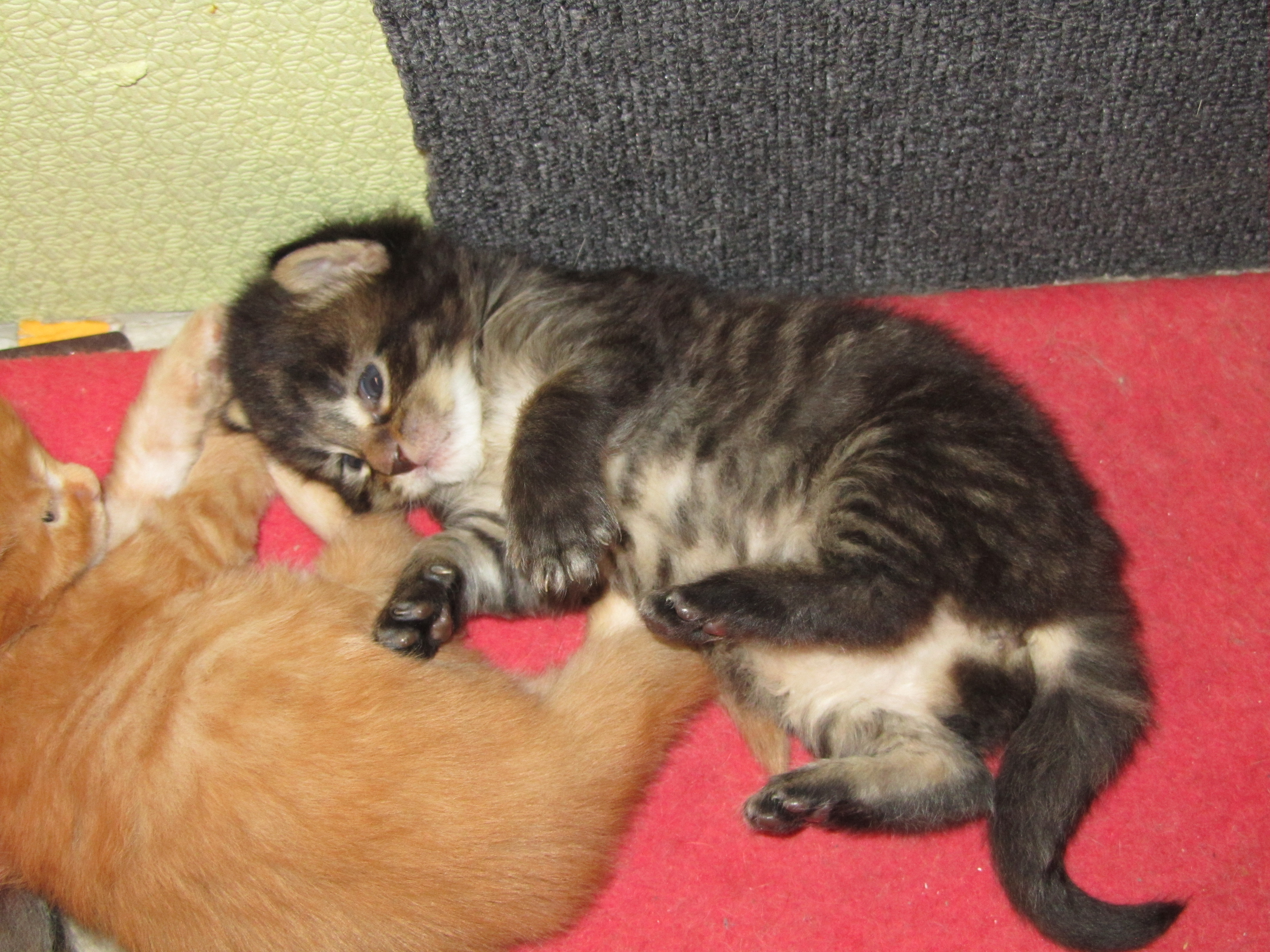 Котята мейн кун (IMG_0842)