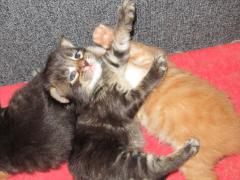 Котята мейн кун (IMG_0844)