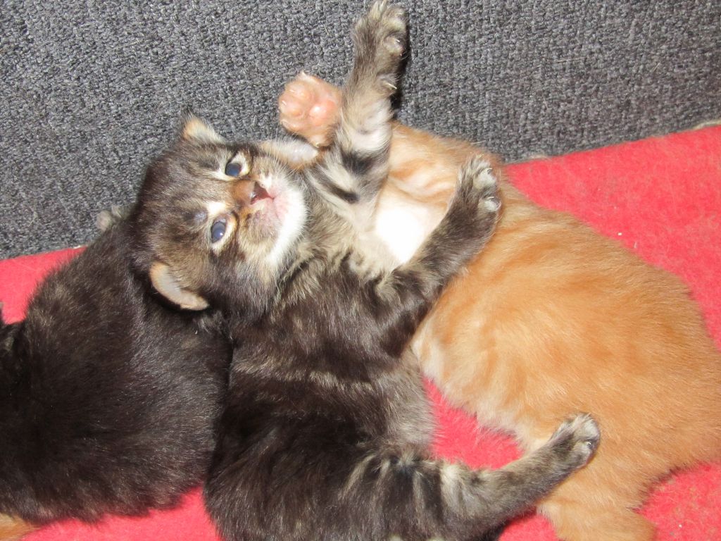 Котята мейн кун (IMG_0844)