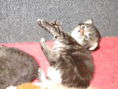 Котята мейн кун (IMG_0845)