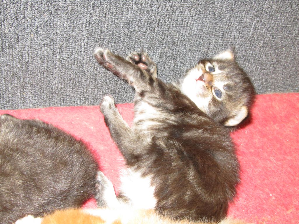 Котята мейн кун (IMG_0845)