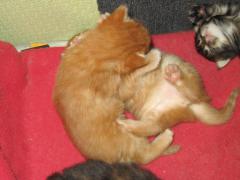 Котята мейн кун (IMG_0850)