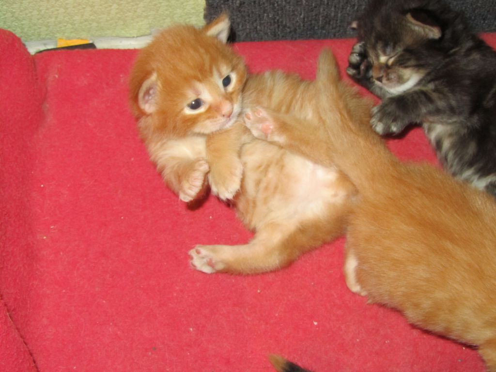 Котята мейн кун (IMG_0851)