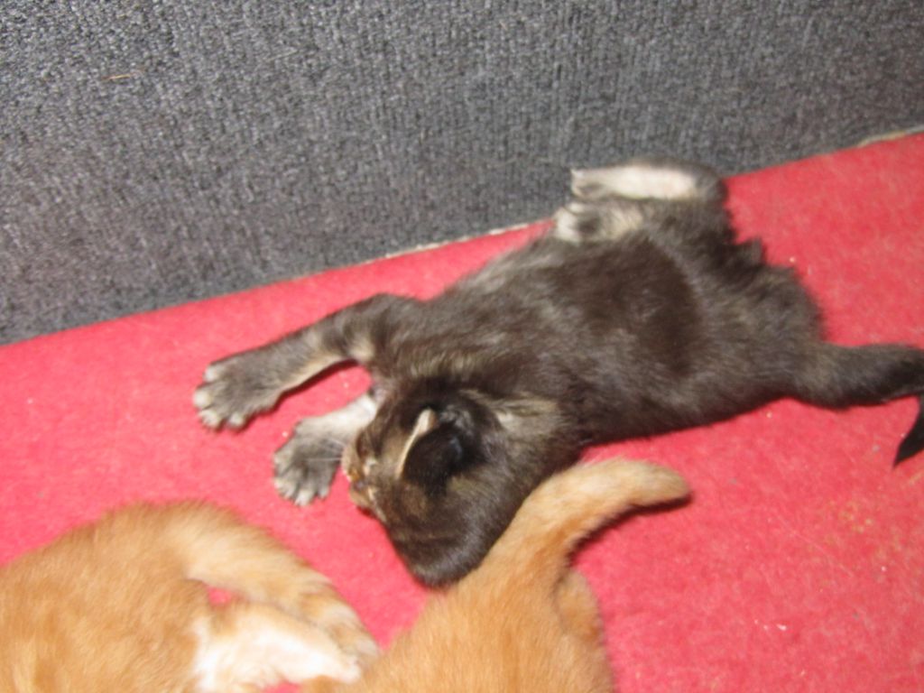 Котята мейн кун (IMG_0852)