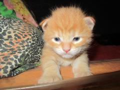 Котята мейн кун (IMG_0549)