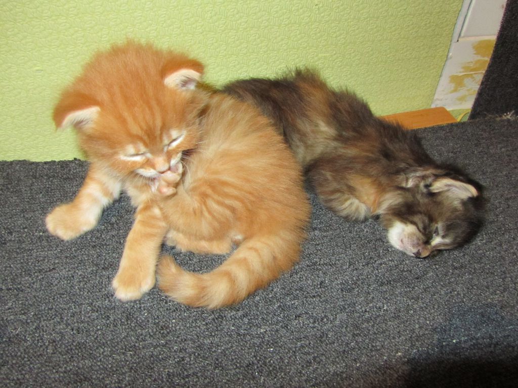 Котята мейн кун (IMG_0865)