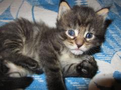 Котята мейн кун (IMG_0871)