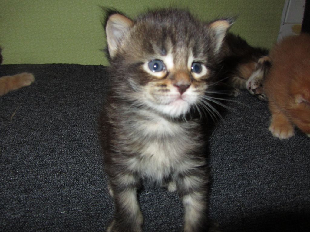 Котята мейн кун (IMG_0878)