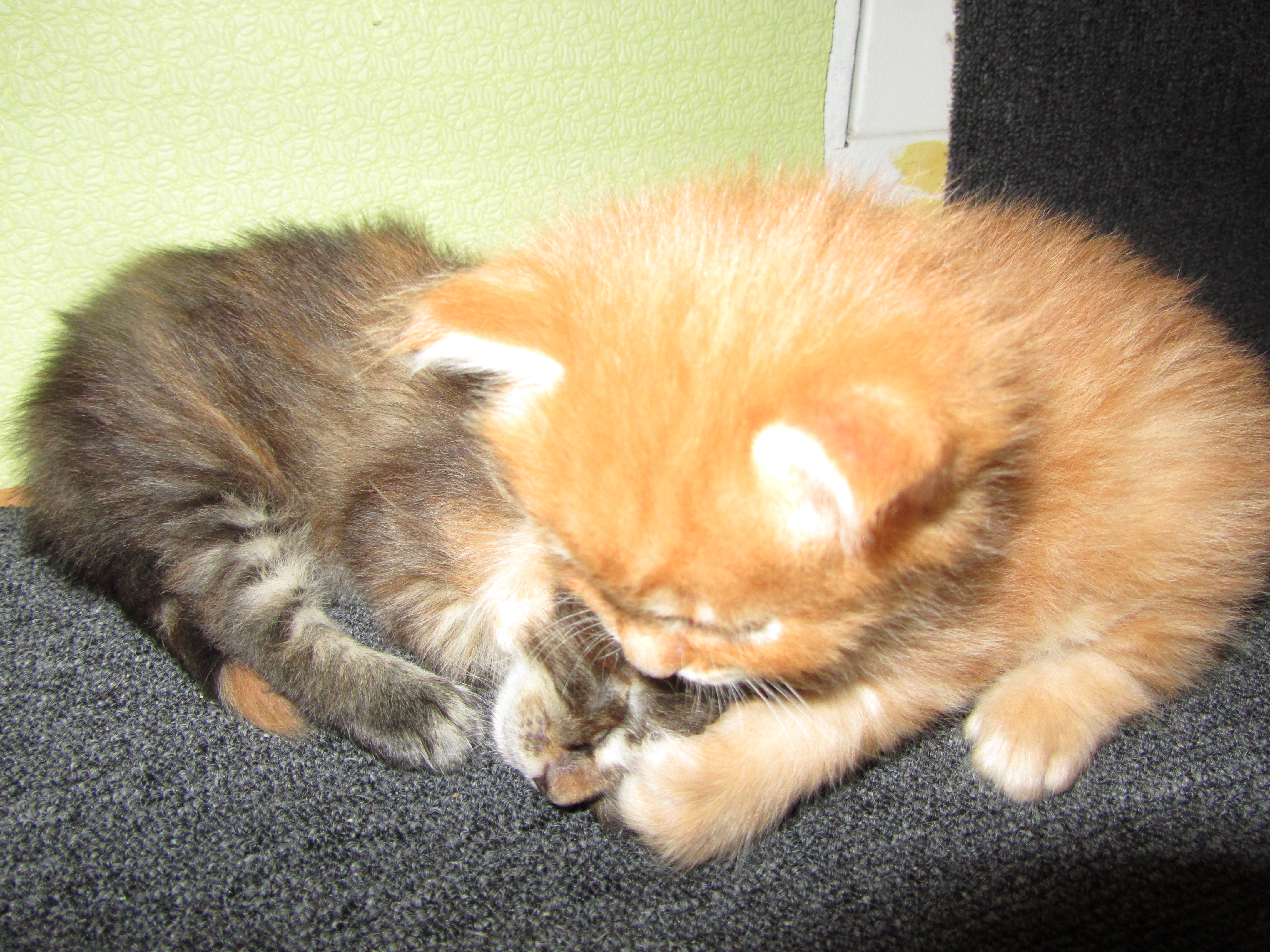 Котята мейн кун (IMG_0879)