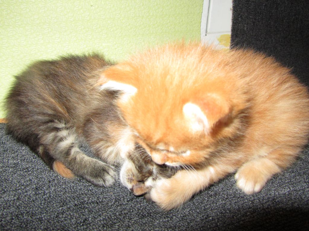 Котята мейн кун (IMG_0879)