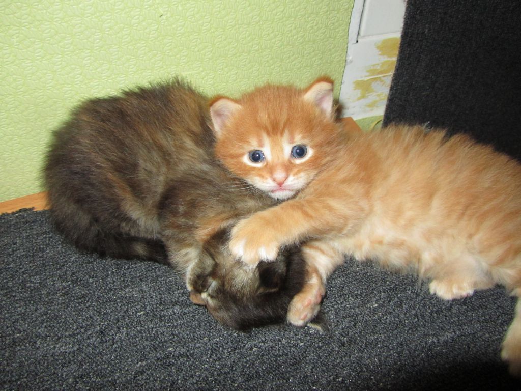 Котята мейн кун (IMG_0881)