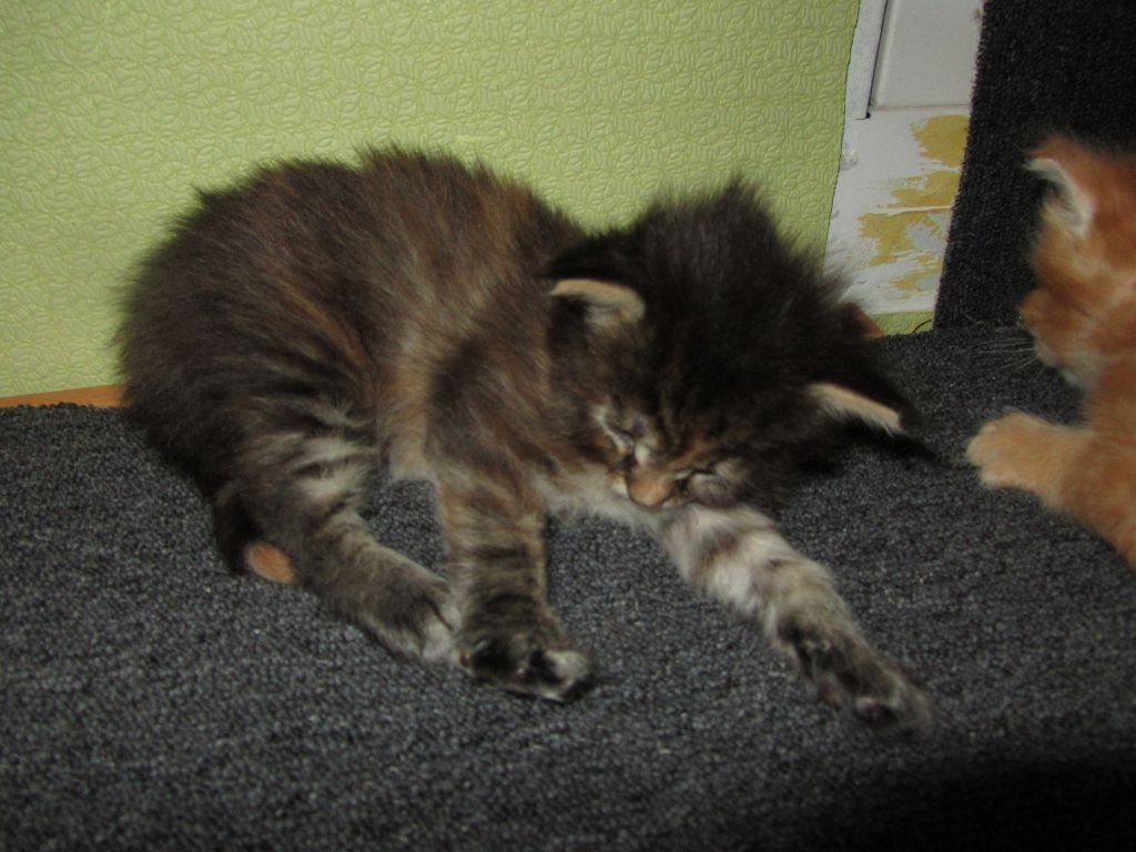 Котята мейн кун (IMG_0887)