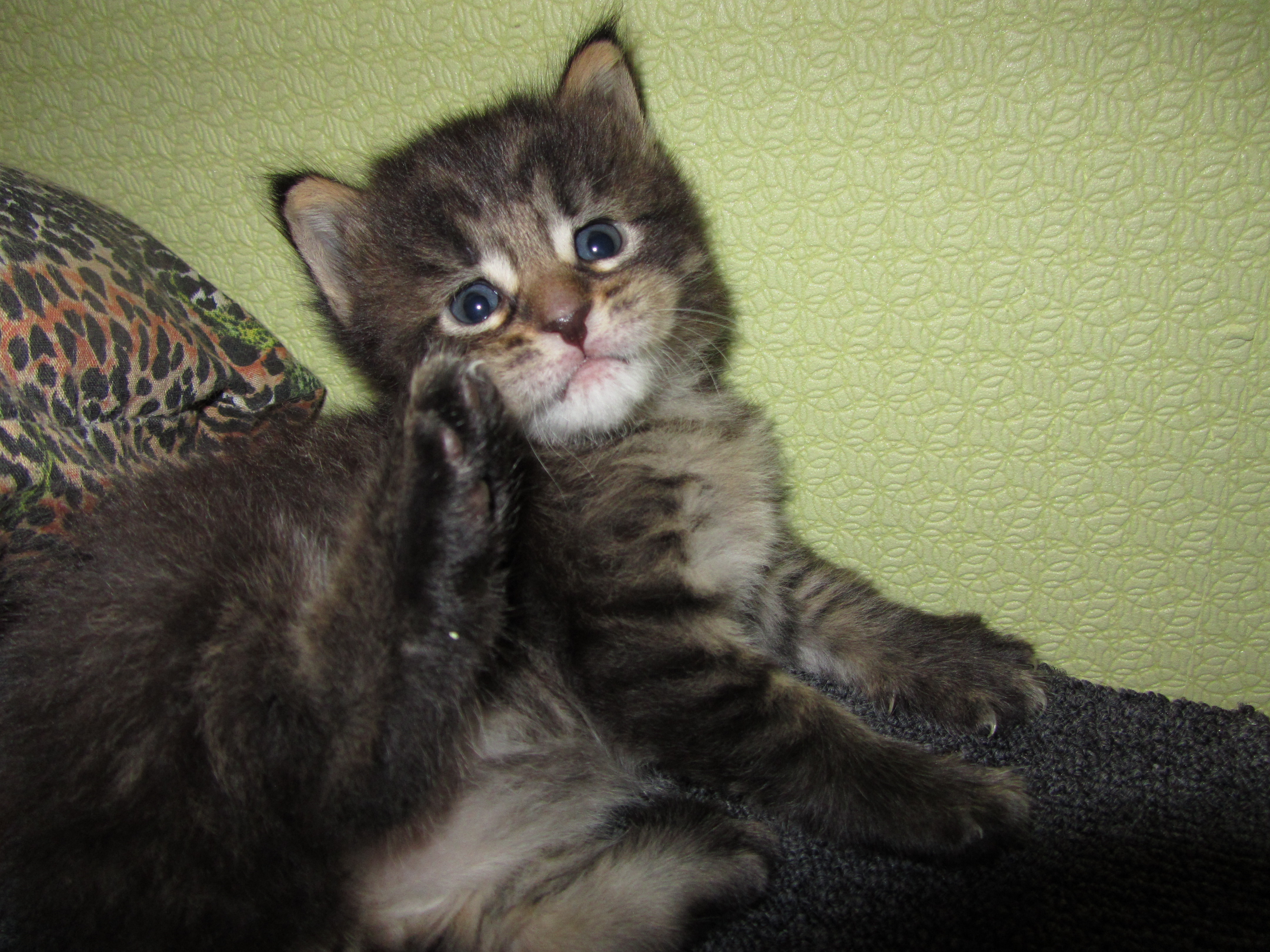 Котята мейн кун (IMG_0892)