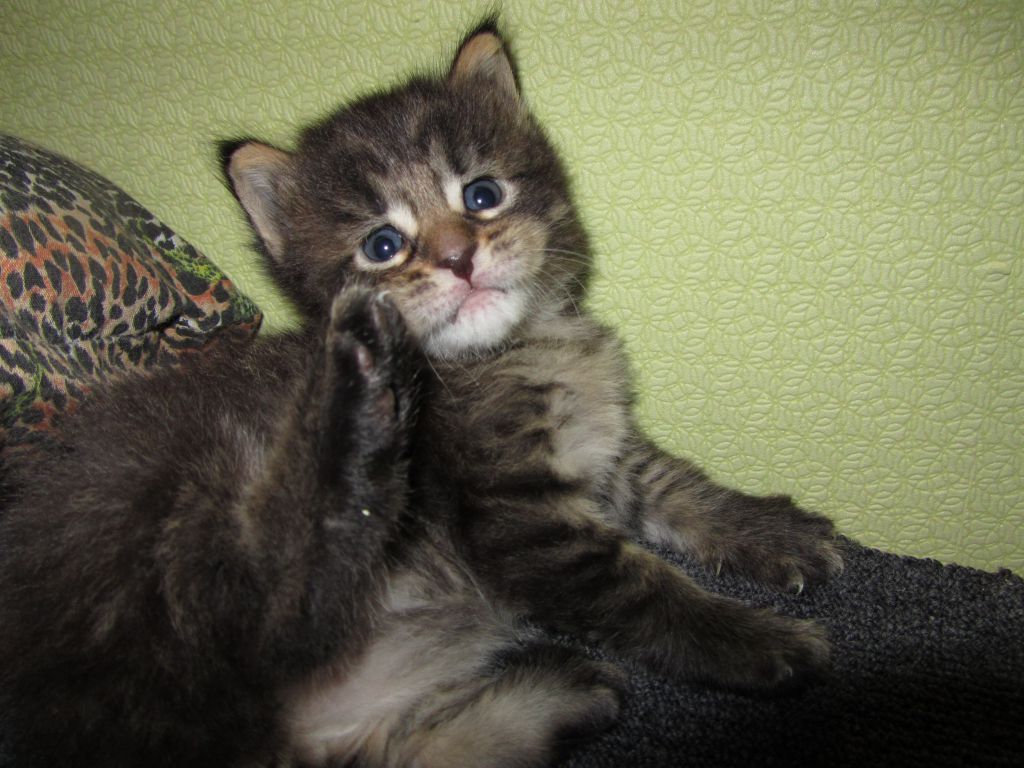 Котята мейн кун (IMG_0892)