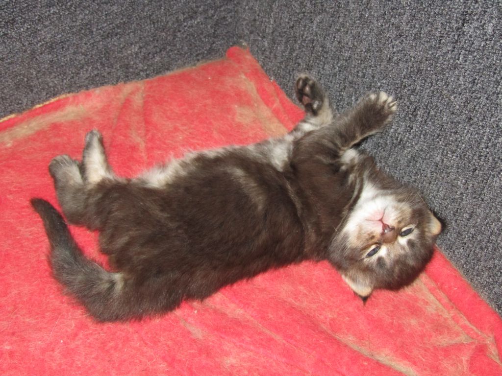 Котята мейн кун (IMG_0550)