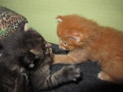 Котята мейн кун (IMG_0895)