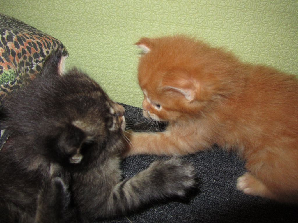 Котята мейн кун (IMG_0895)