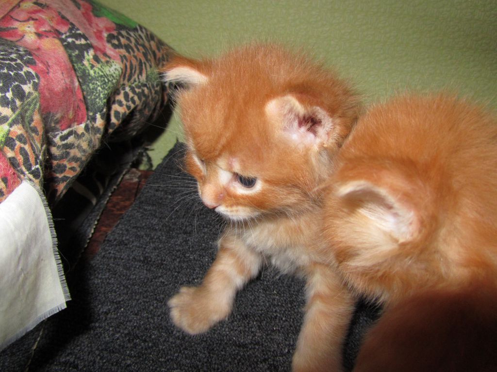 Котята мейн кун (IMG_0898)