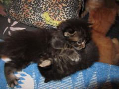 Котята мейн кун (IMG_0899)
