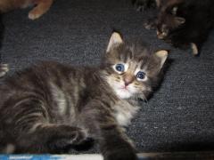 Котята мейн кун (IMG_0902)
