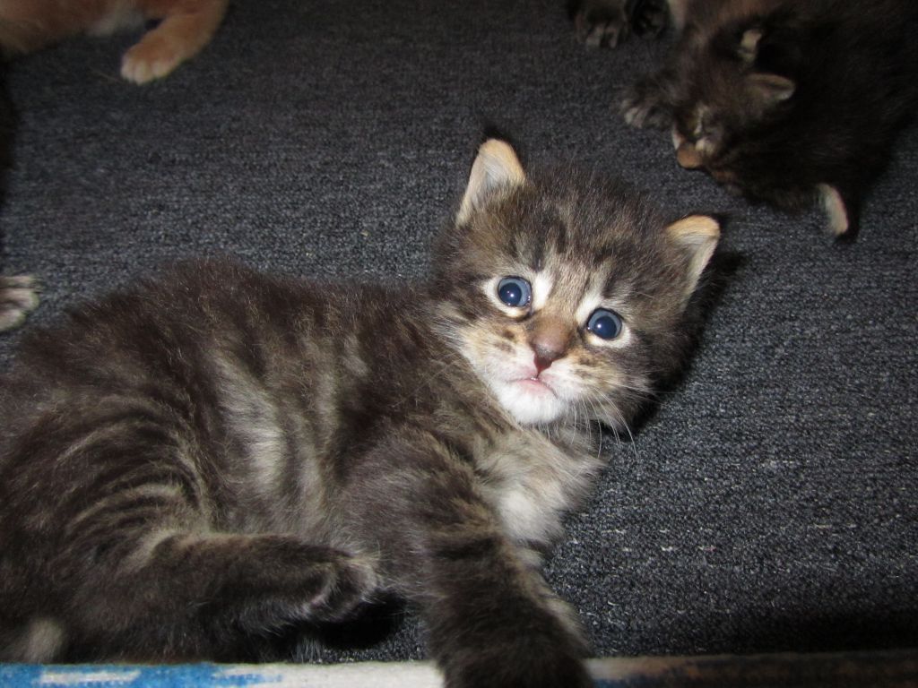 Котята мейн кун (IMG_0902)