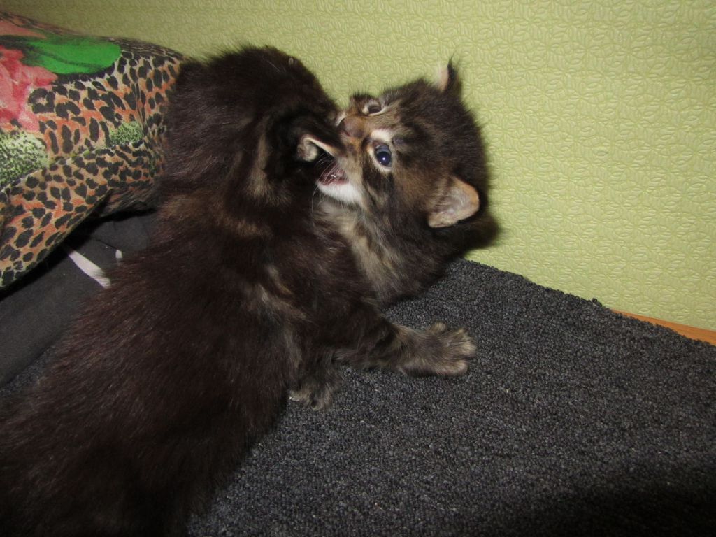 Котята мейн кун (IMG_0914)