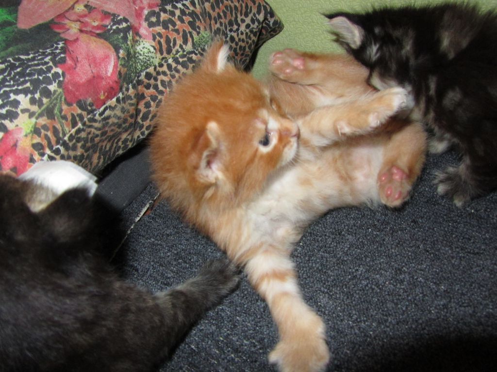 Котята мейн кун (IMG_0916)