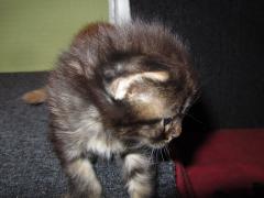 Котята мейн кун (IMG_0920)
